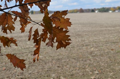 Property photo 46 - 75.3 Acres Offered in 2 Tracts